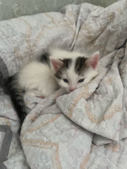 Продам котенка в добрые руки