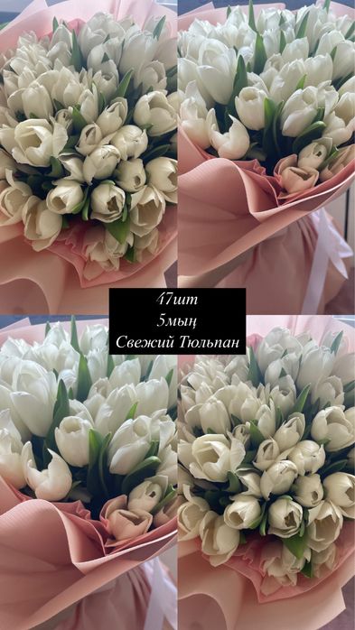 Свежий Тюльпандар