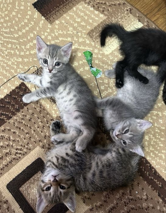 Котята-крысоловы