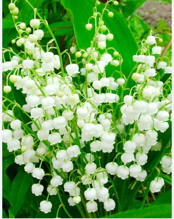 Продам саженцы многолетников