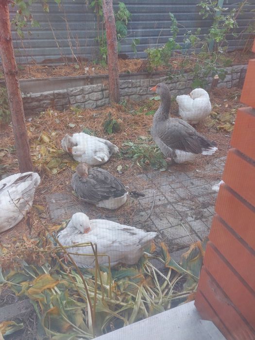 Гуси ,утки  индоутки