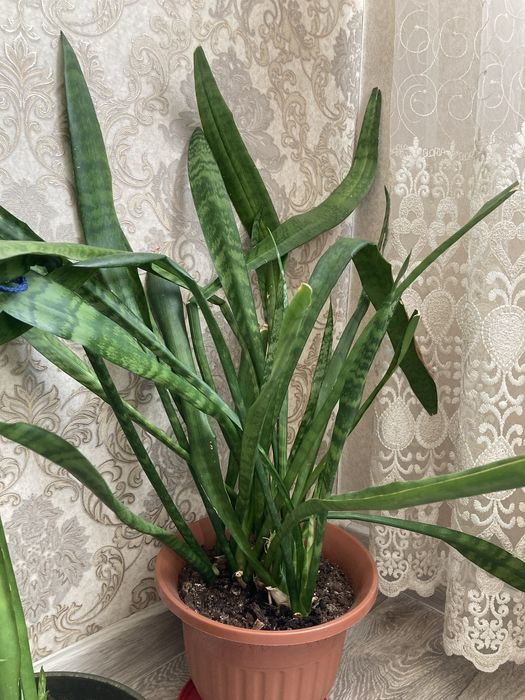 Продам комнатный цветок Тещин язык