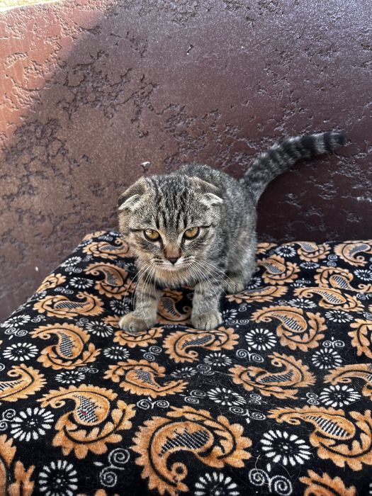 Котенок вислоухие