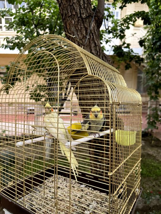 Корелла пара попугай