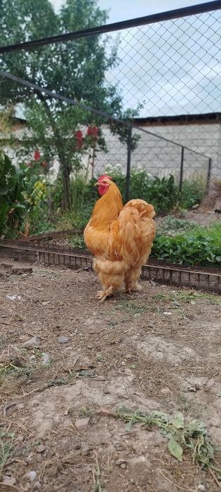 Продам семью палевого кохинхина 1+2
