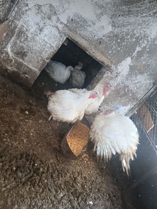 Vând curcani 30 lei kg viu