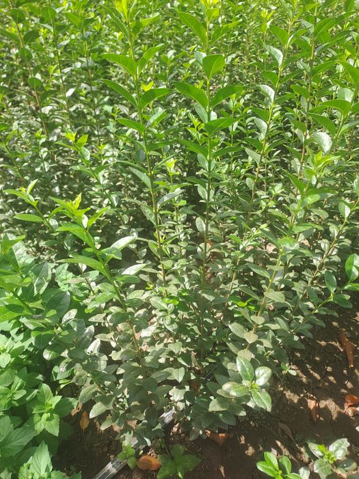 Лигуструм на гол корен