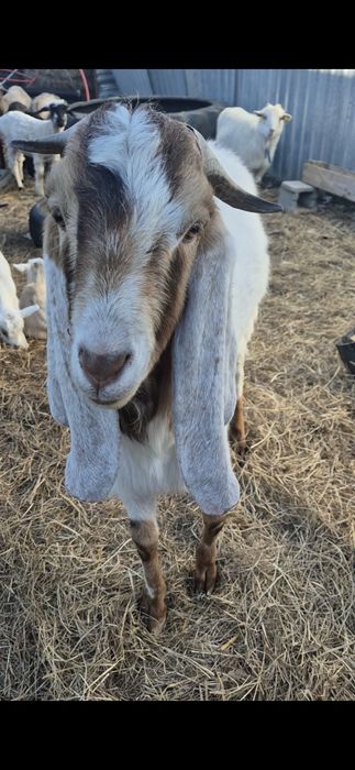 Ешкілер сатылады тоқтылар