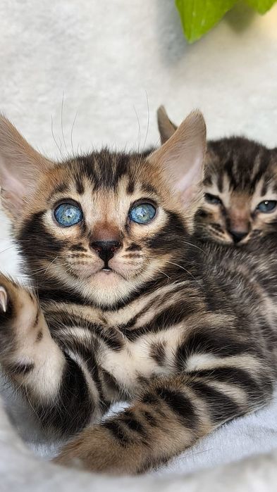 Бенгальские КОТЯТА  - под резерв