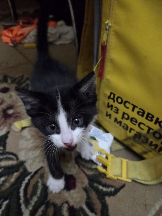 Отдам котёнка на добрые руки