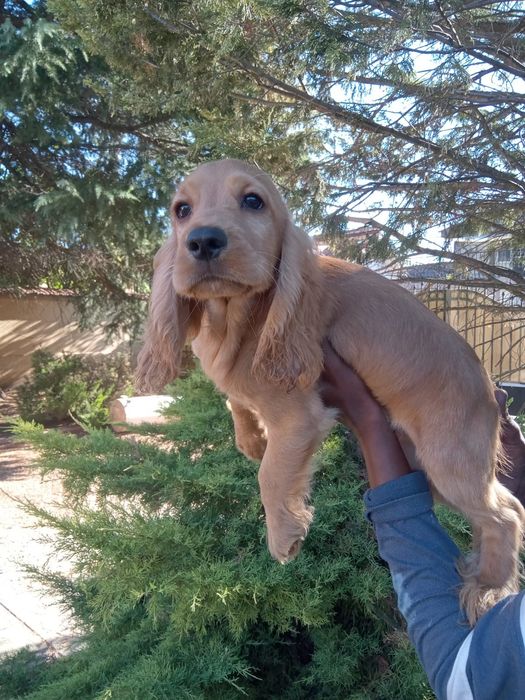 Cocker spaniel auriu