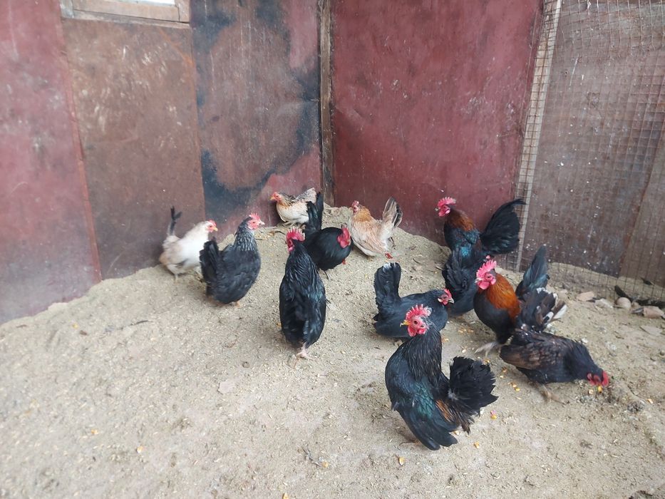 Серама декоративные куры