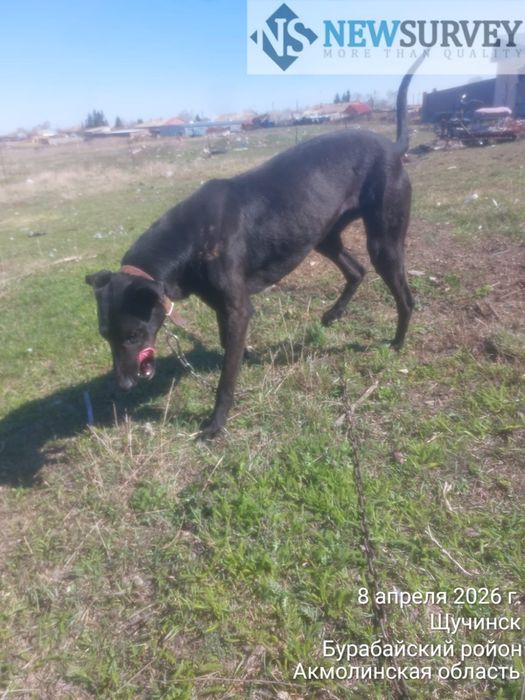 Продам кабеля Грейхаунд