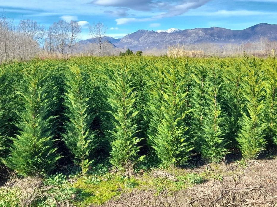 Plante ornamentale la prețuri de producător :
- tuia smaragd ( 1,2m -