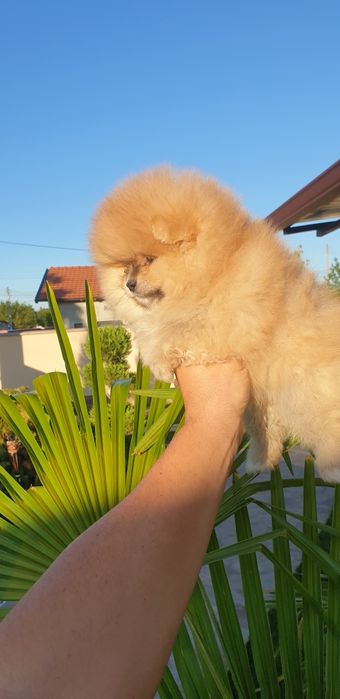 Померан в продажба