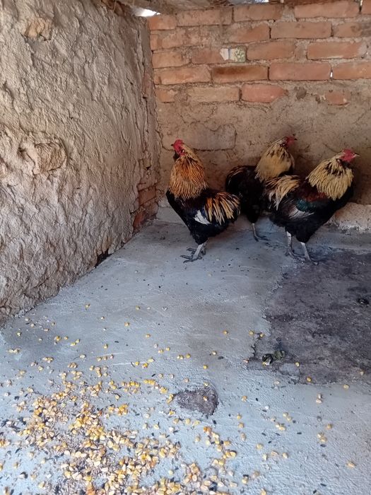 Cocosi araucana  tineri