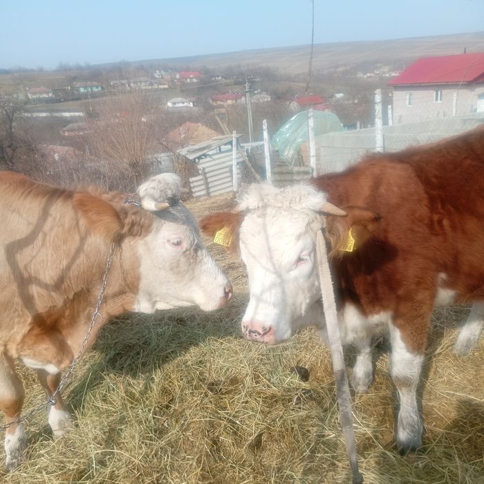 Vând vacă și o junică