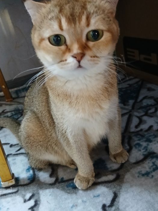 Британская короткошёрстная золотистого окраса.