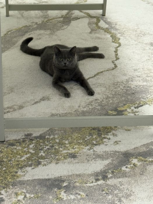 Британская короткошерстая