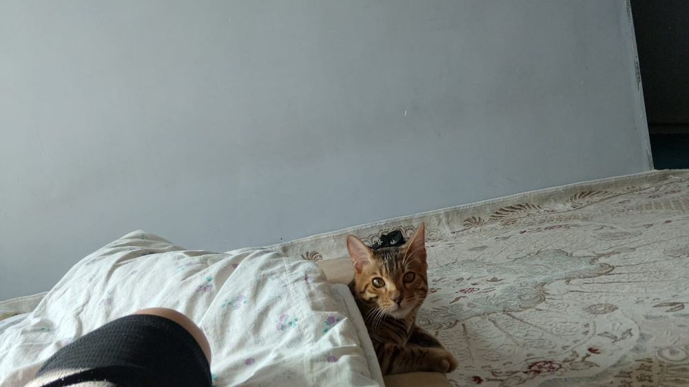 Пропал бенгальский кот 10 месяцев