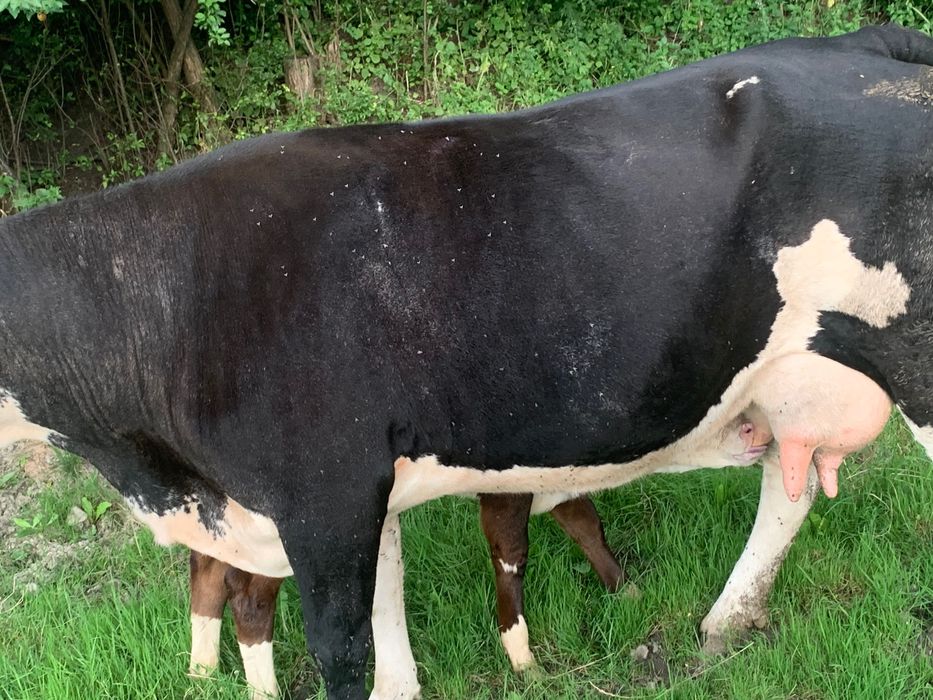 Vând vaca cu vițel sau fără și junincă de un an