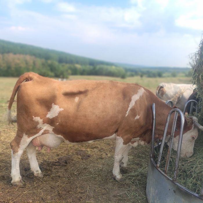 Vand vaca baltata romaneasca