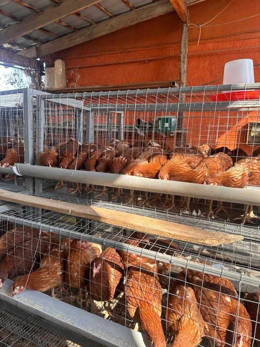 Тауык кора сатамын