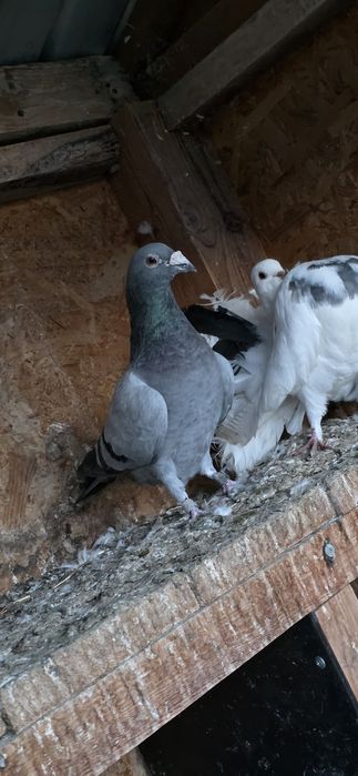 Porumbei de vânzare sau schimb