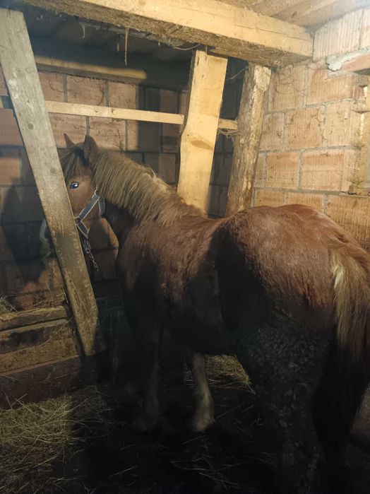 Vând pereche manzi!