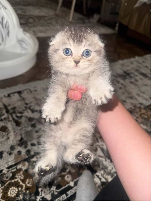 Пародистая кошка, мальчиа
