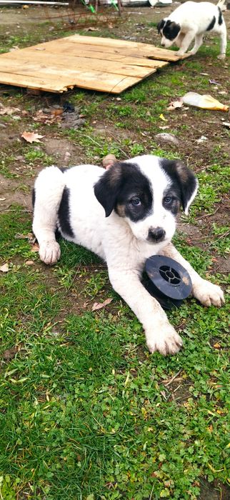 Алабай боллари сотилади 50 кунлик, Продаётся Алабайчики