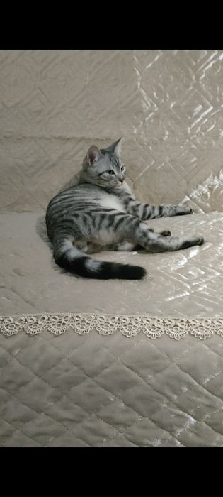 Отдам кота в добрые руки!