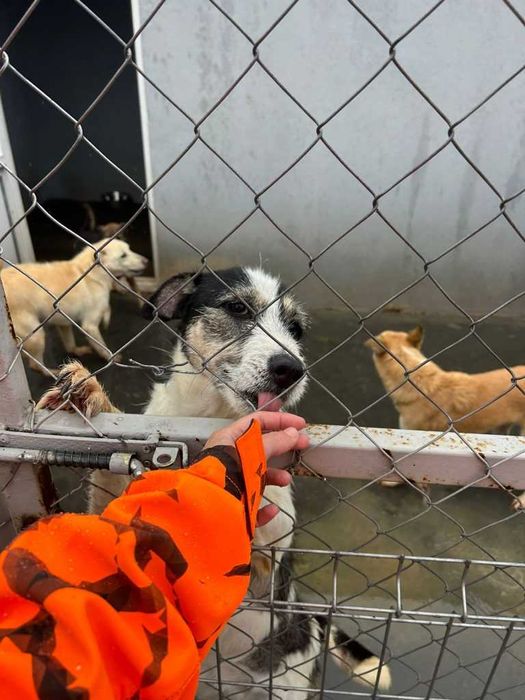 Adopta un caine - un sufletel are nevoie de stapan!