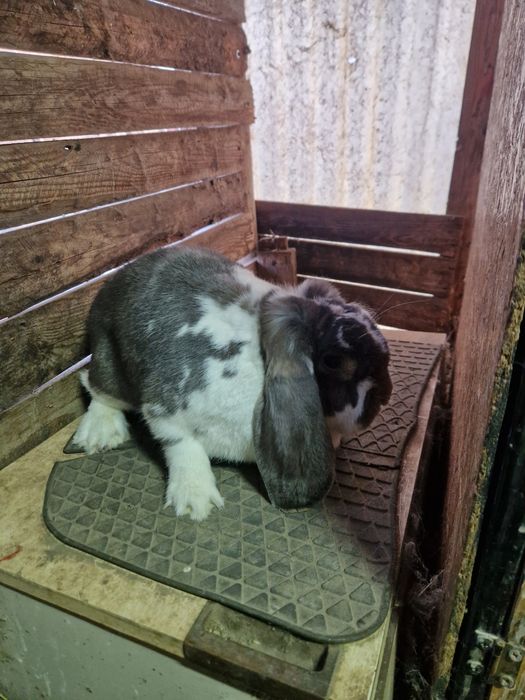 3 femele berbec german