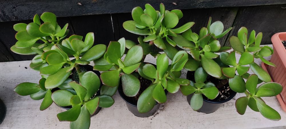 Crassula ovata pomul cu bani