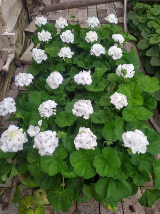 Geran, Balzamin, Begoniya, seklamen