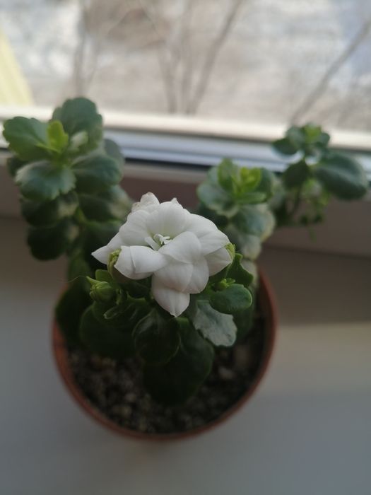 Продам каланхоэ белый и розовый