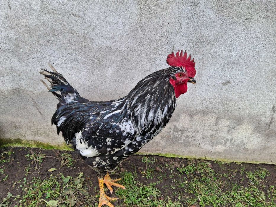 Gaini si cocosi de vanzare