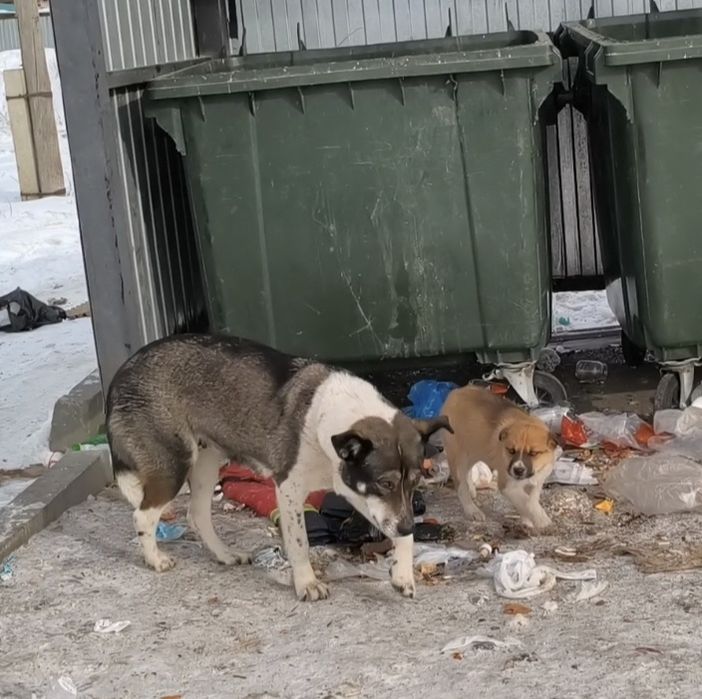 Щенок девочка на вид месяца 2,5-3.