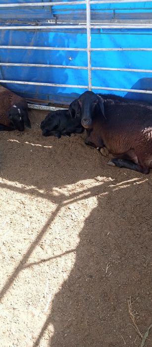 Кочкор барралар бор