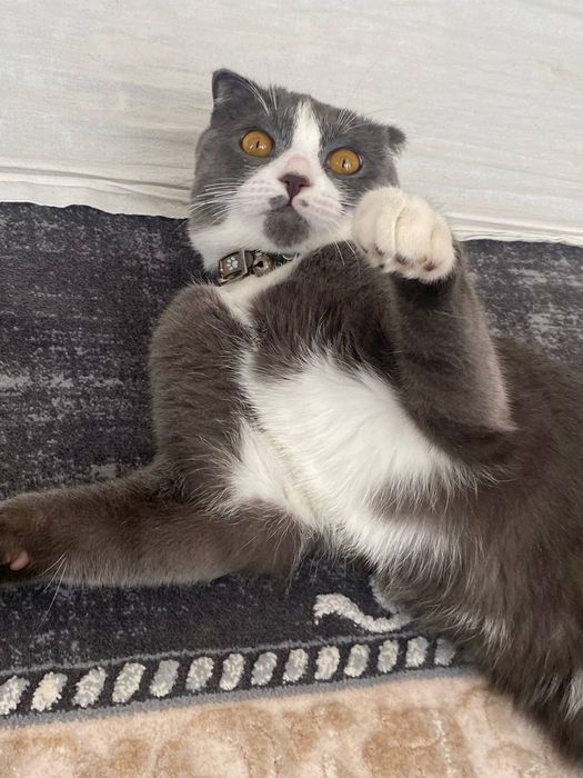 Британские сотилади