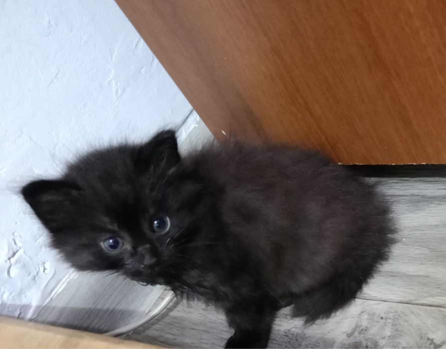 Отдам котят в хорошие руки