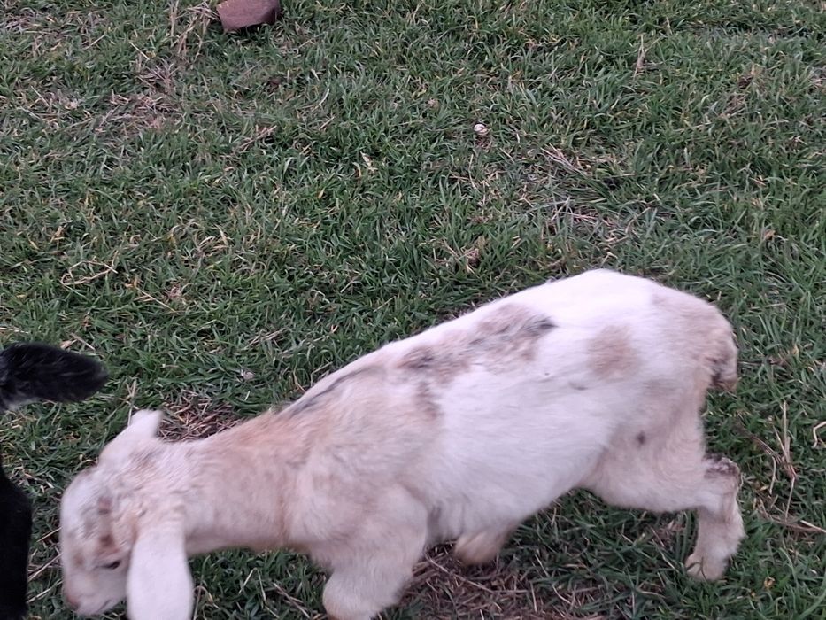 Vand capra metis cu ieduta