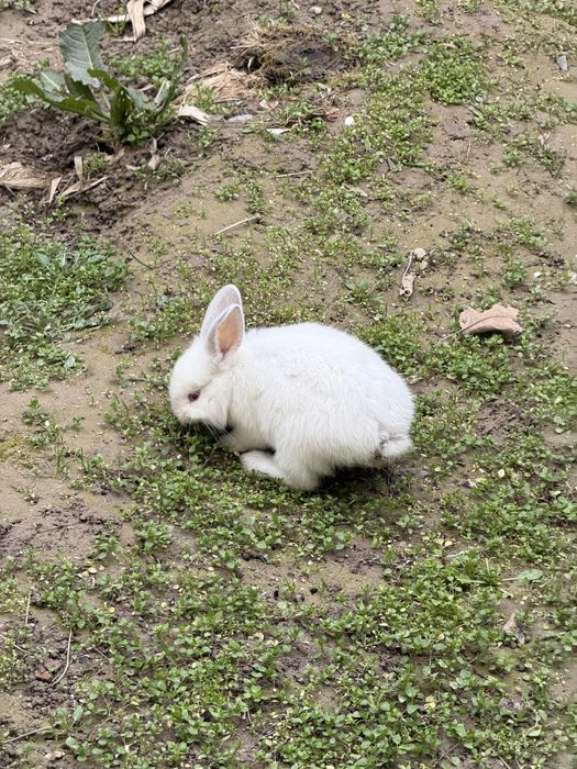 Куйончалар сотилади 2 дона
