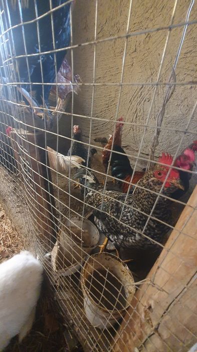 Xòroz xonaki sotiladi