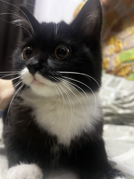 Отдаем котят в добрые руки