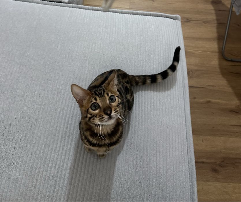 Бенгальская кошка продается