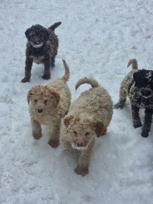 Lagotto romagnolo, caută stăpân.