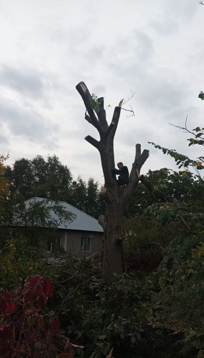 Спил распил дерево обрезка плодовых деревьев