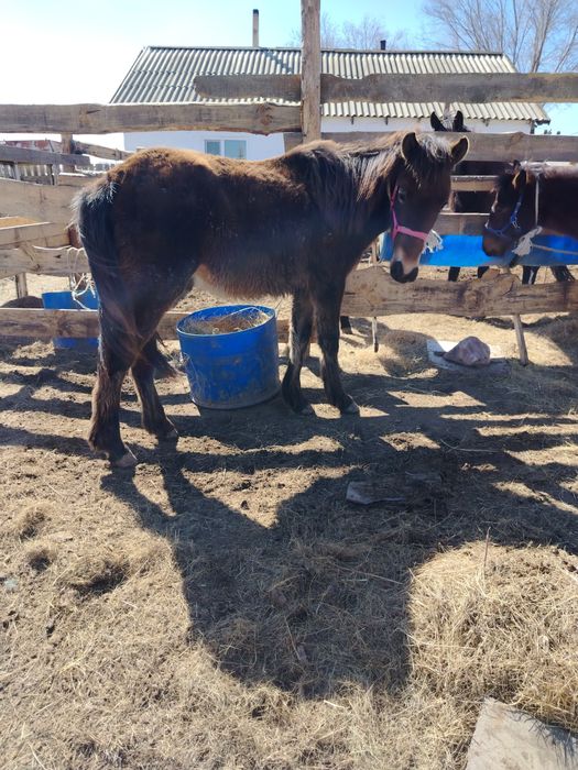 Тай сатылады еркек